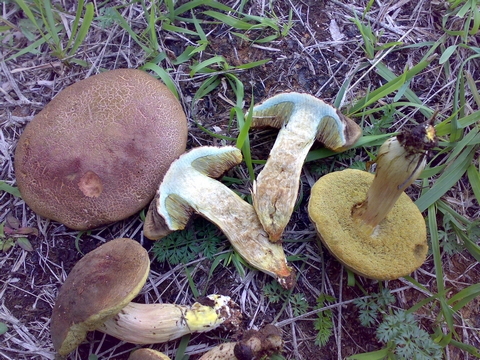 Xerocomus